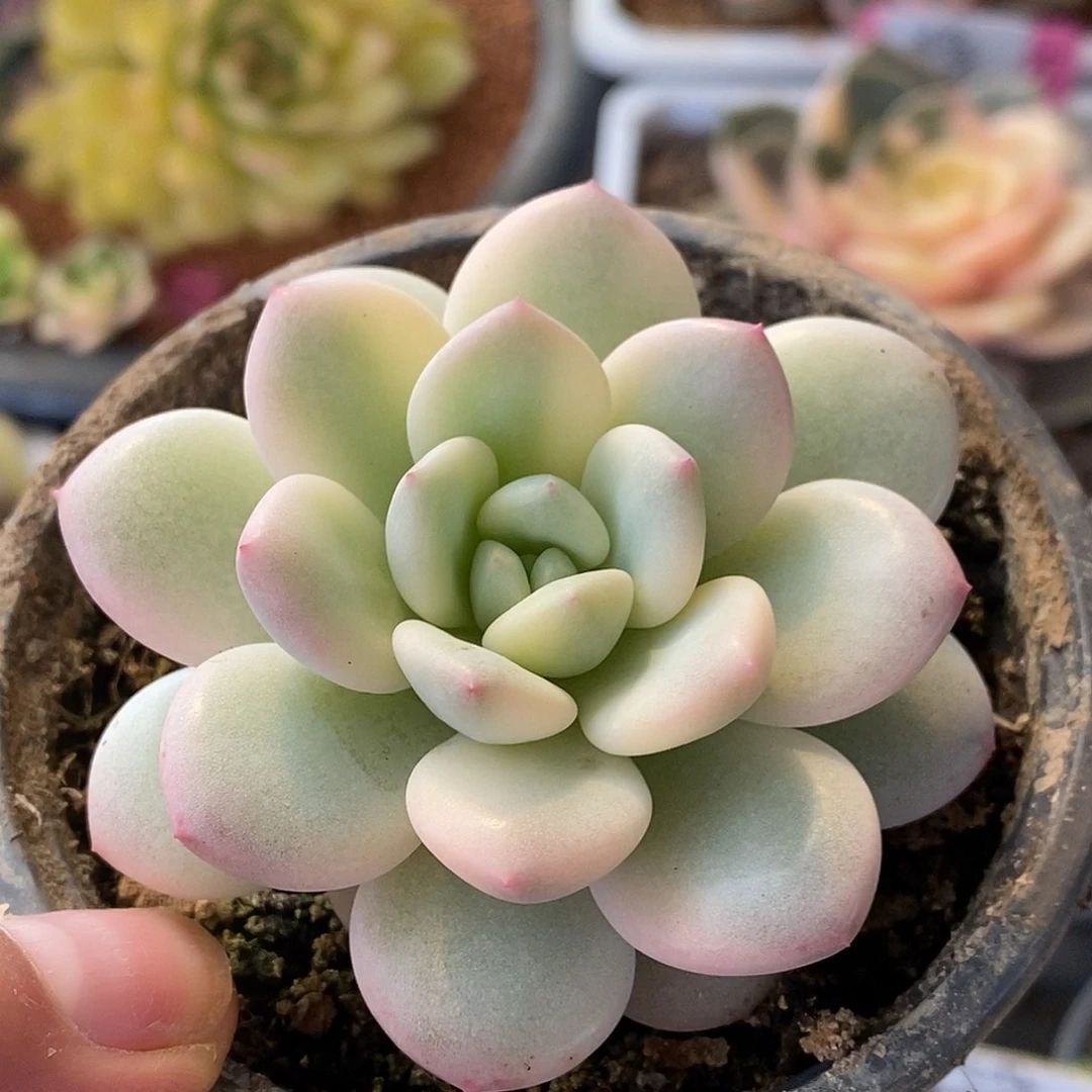 601新香水哈哈哈哈哈哈