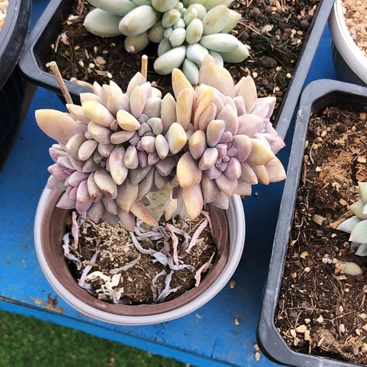 淡雪缀化多肉植物