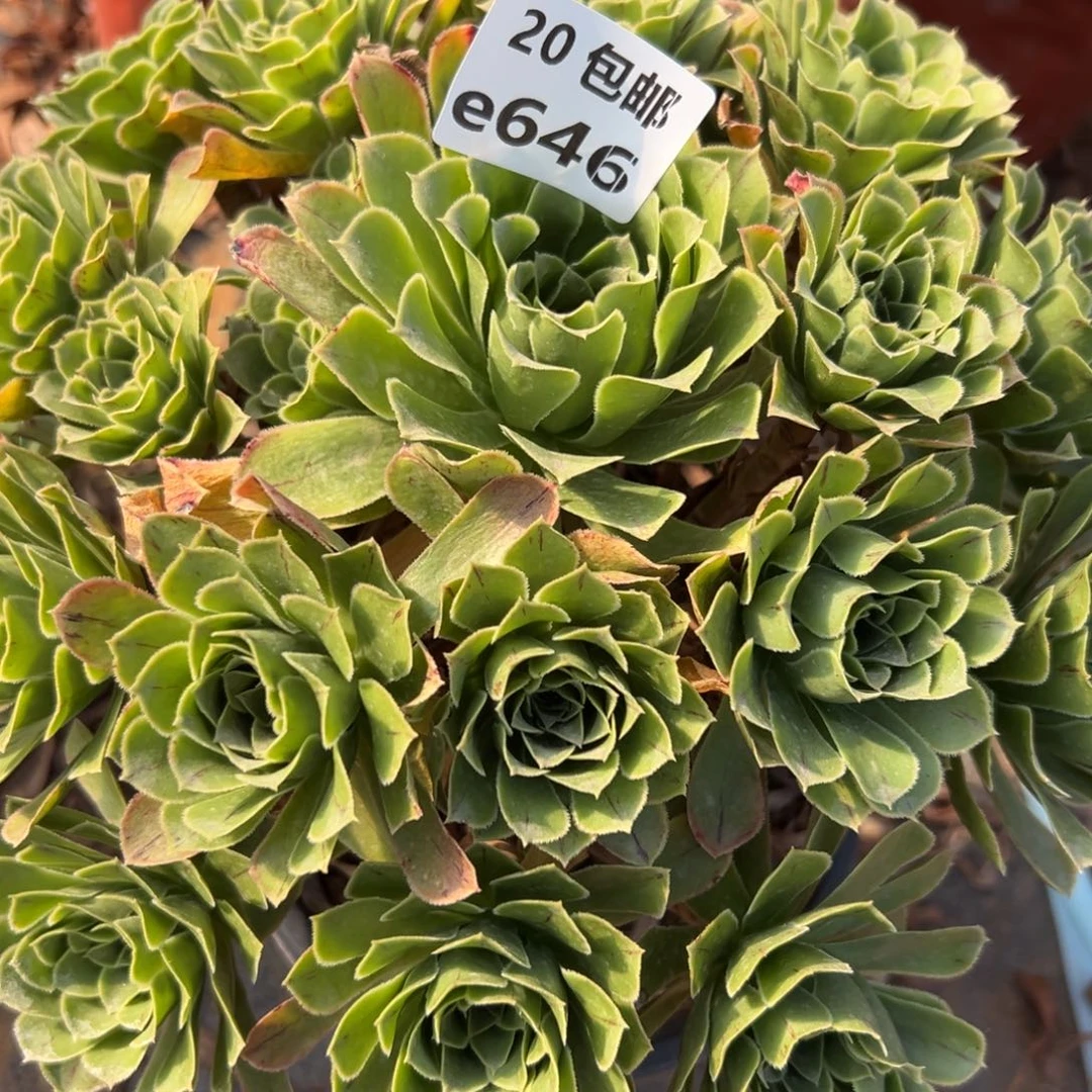 646绿色心情，满20包邮嘟叮熊