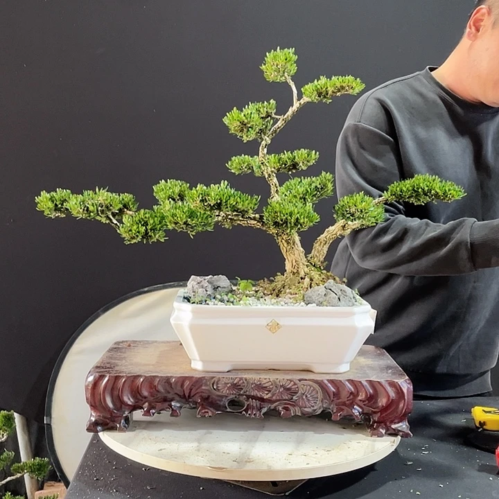 完全开放黄杨盆景园林