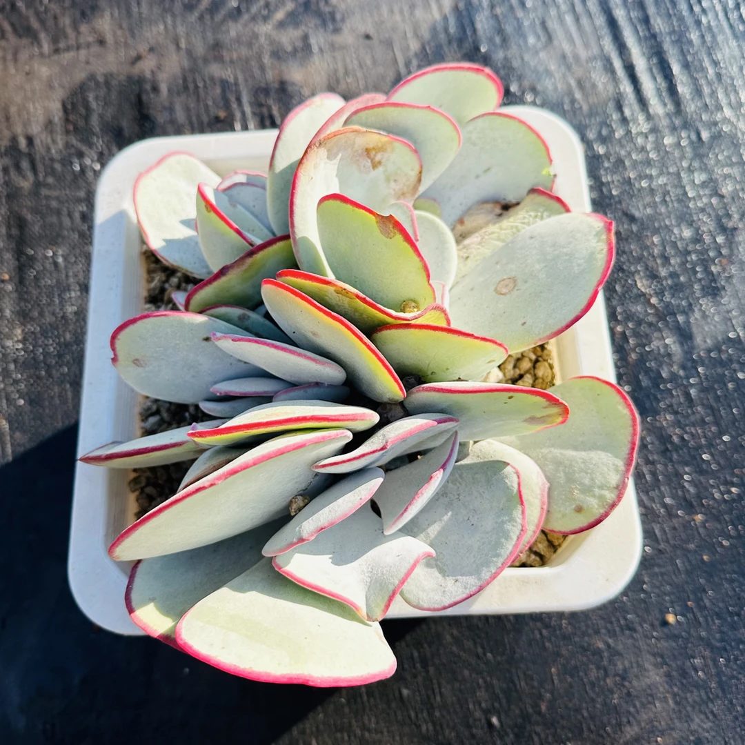 白眉（全年露养晒斑不售后）金金精品多肉植物