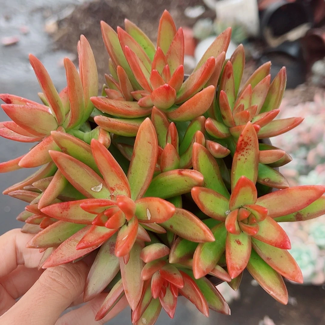 红日带盆土精品特价