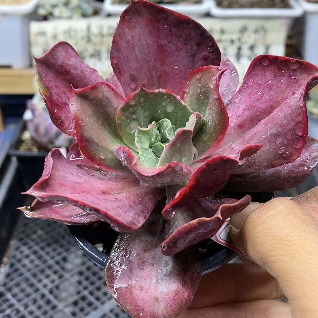 3144 迷你古琴锦