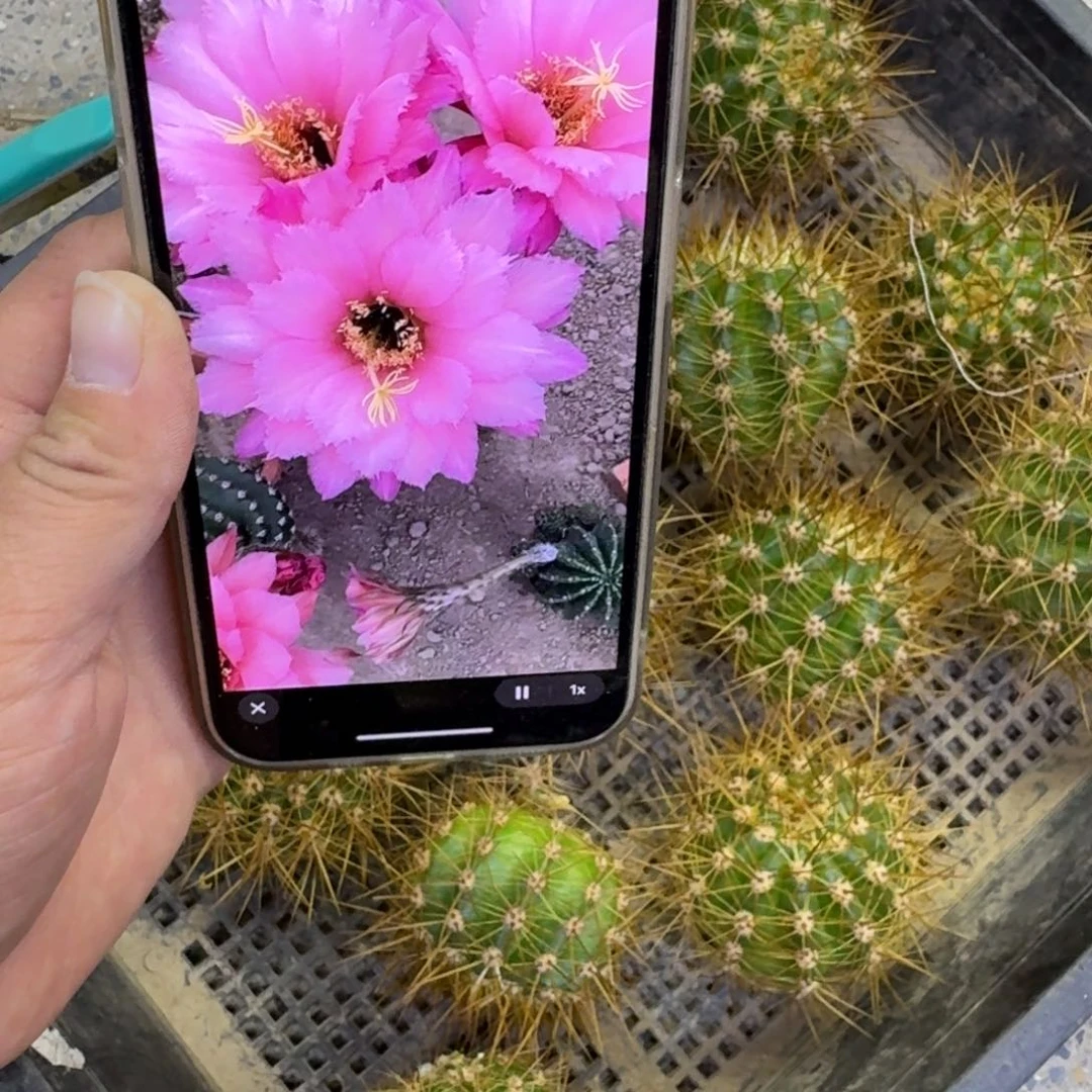 216毛花柱保罗歪无根侧牙5公分左右，20包邮