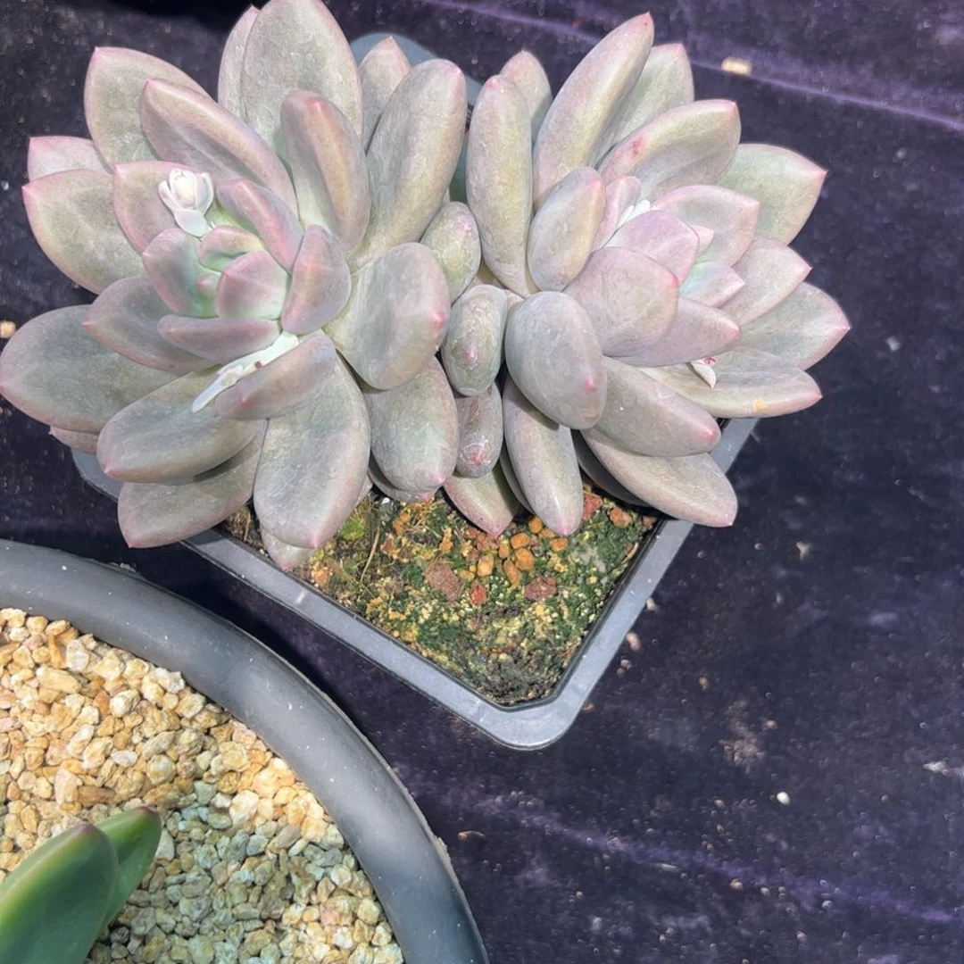 用****7多肉植物多肉植物