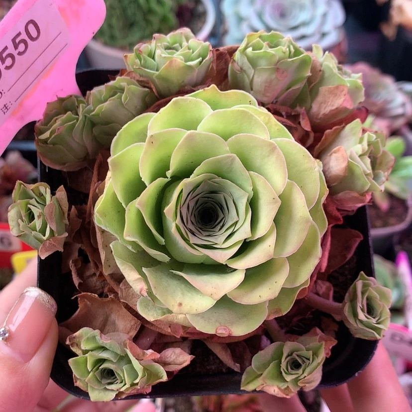【闪购商品】梓鸢550
