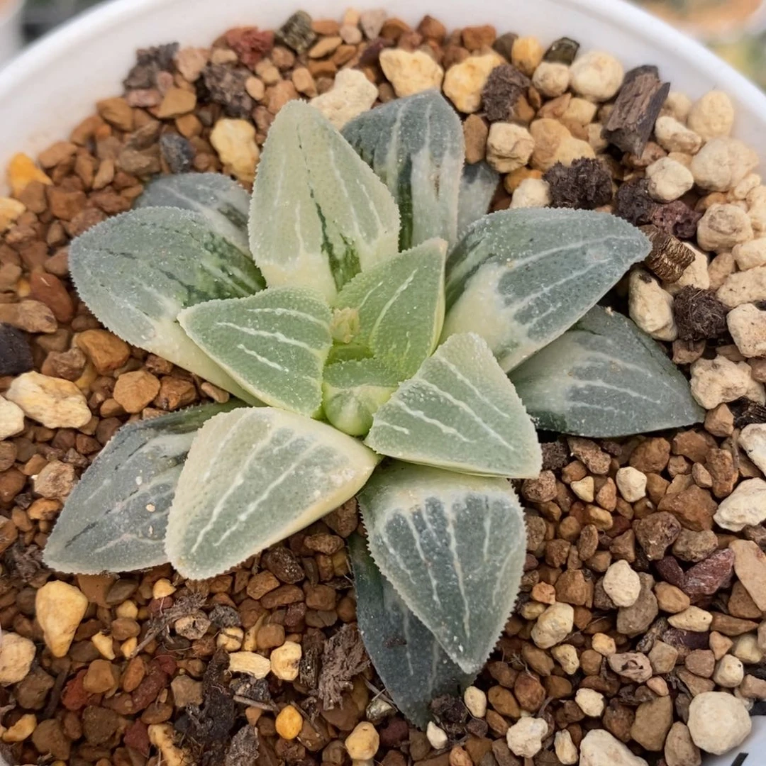 73糊斑磨面锦一物一拍