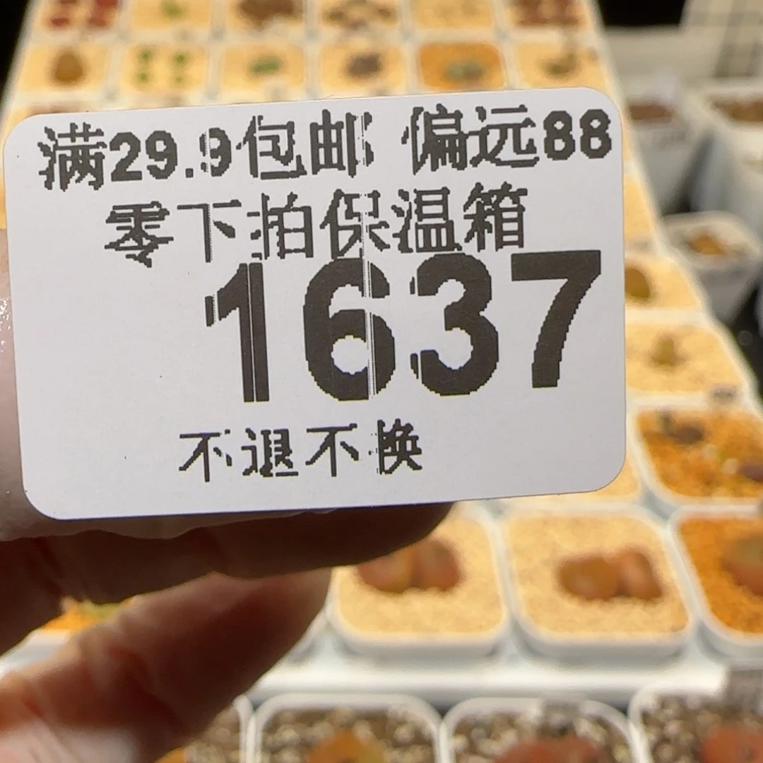 ?****?肉锥多肉植物百科2-1637（土）