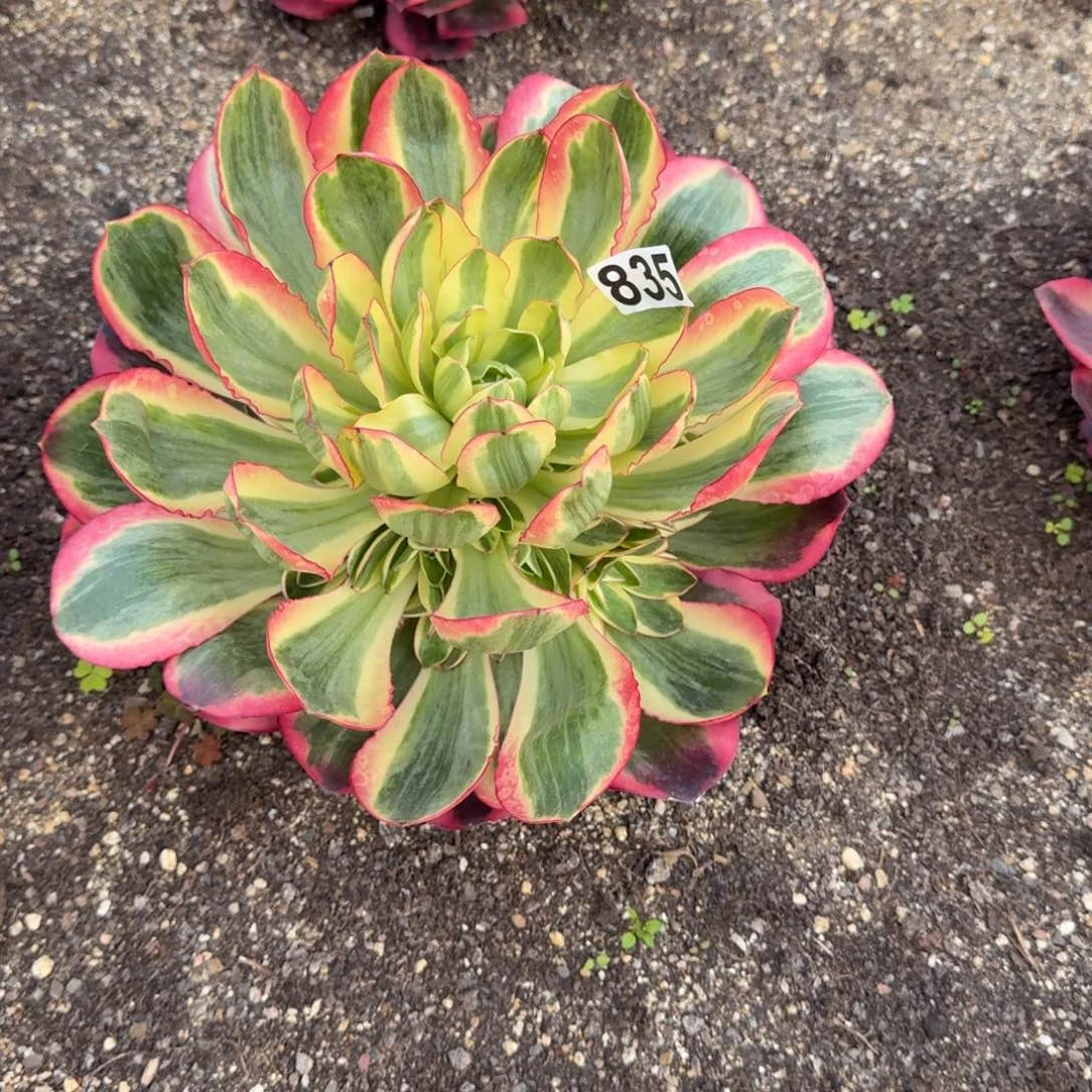 835多肉植物如意多肉