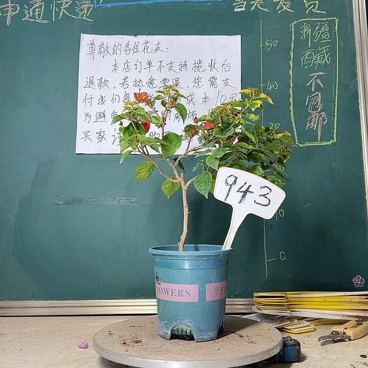 当前无花栽培后可以开花红九月 943