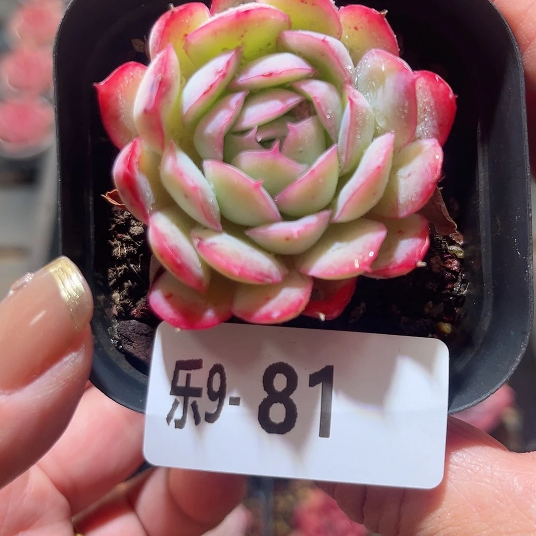 乐9-81 草莓冰单头