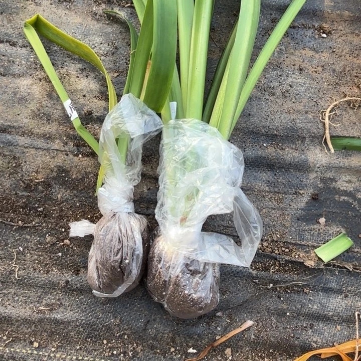 无花朵气质美女➕北方姑娘两款组包对版福利