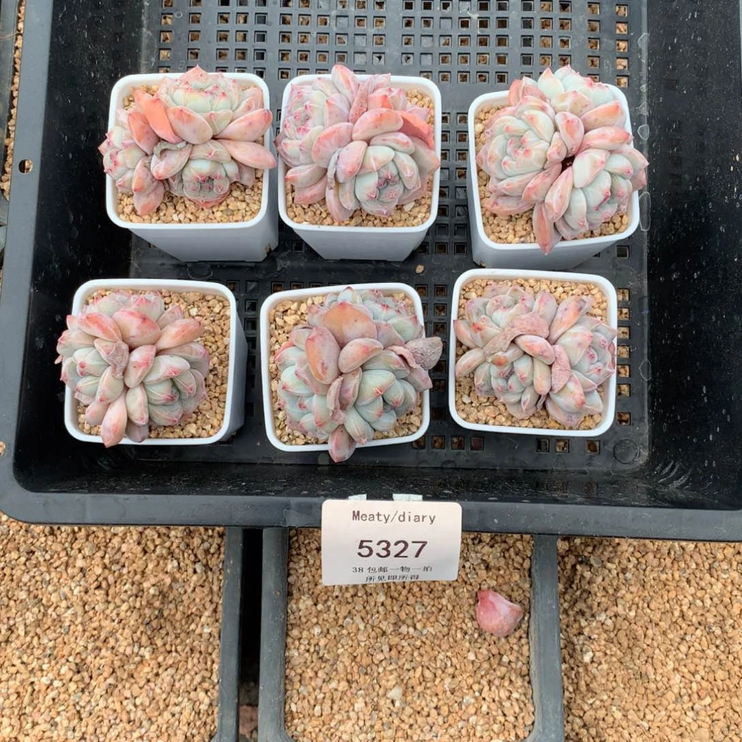 5327精控星影石榴籽3头5厘米左右6颗一组