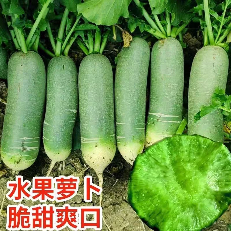 沙窝青皮萝卜清脆爽口脆甜多汁可生吃凉拌的青萝卜
