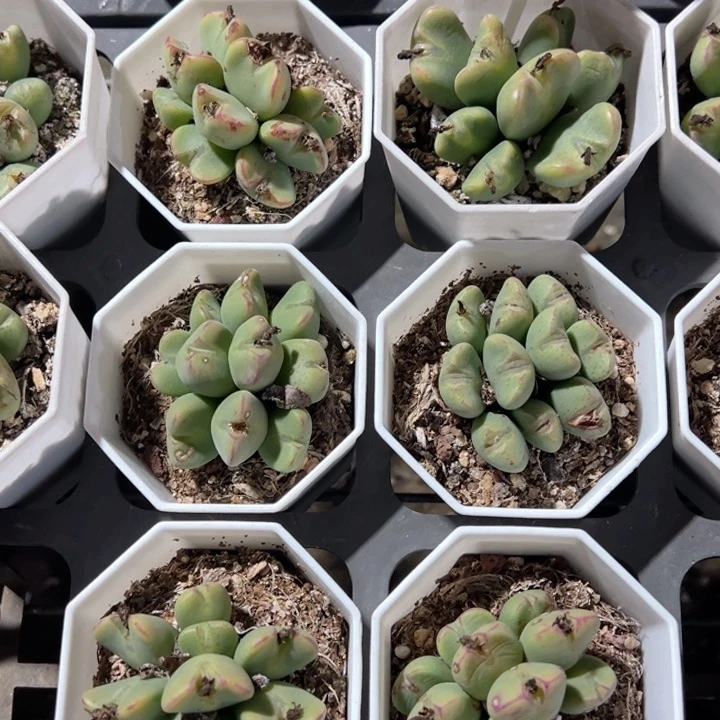 肉椎7头群一颗量拍多肉满20包邮