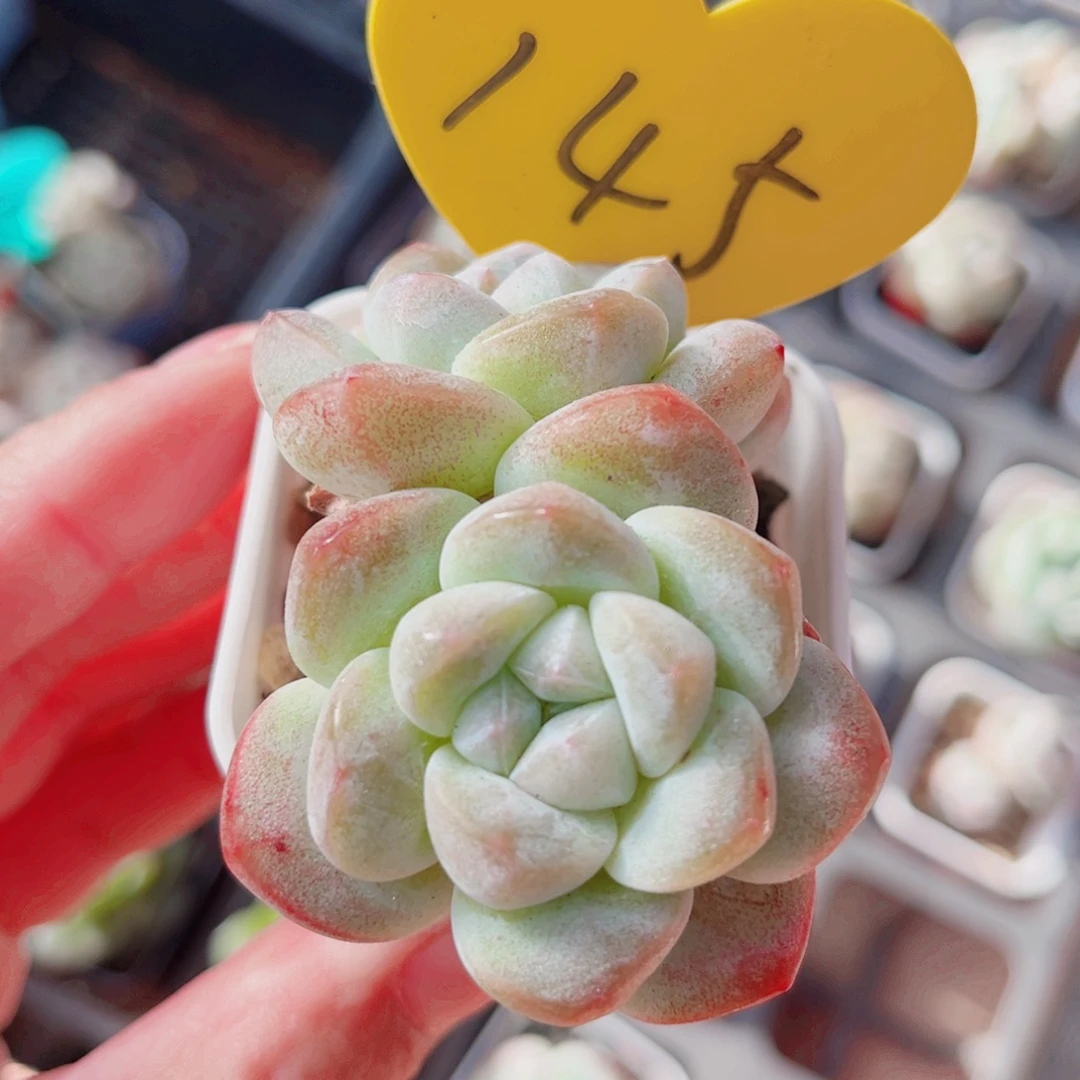 145号小老桩冰玉双头