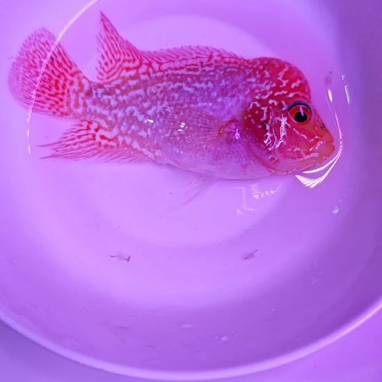 海水淡水热带鱼 罗汉鱼大苗