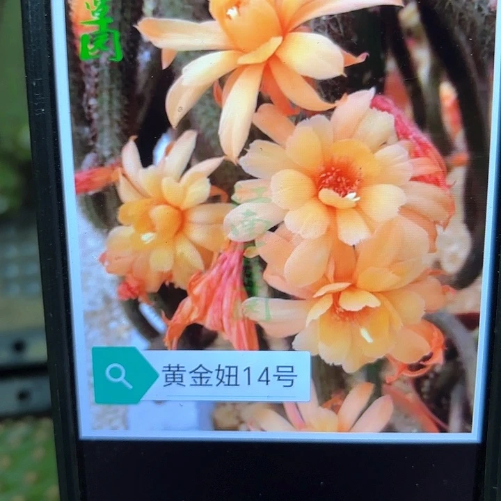 金妞14号侧牙20包邮仙人球6