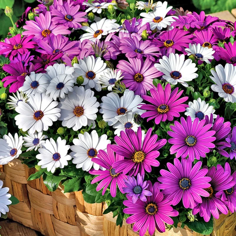 蓝目菊南非万寿菊耐寒耐热四季开花植物