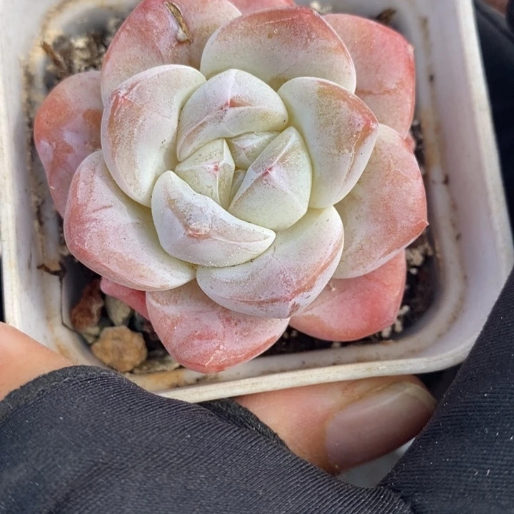 1208-561'冰玉多肉