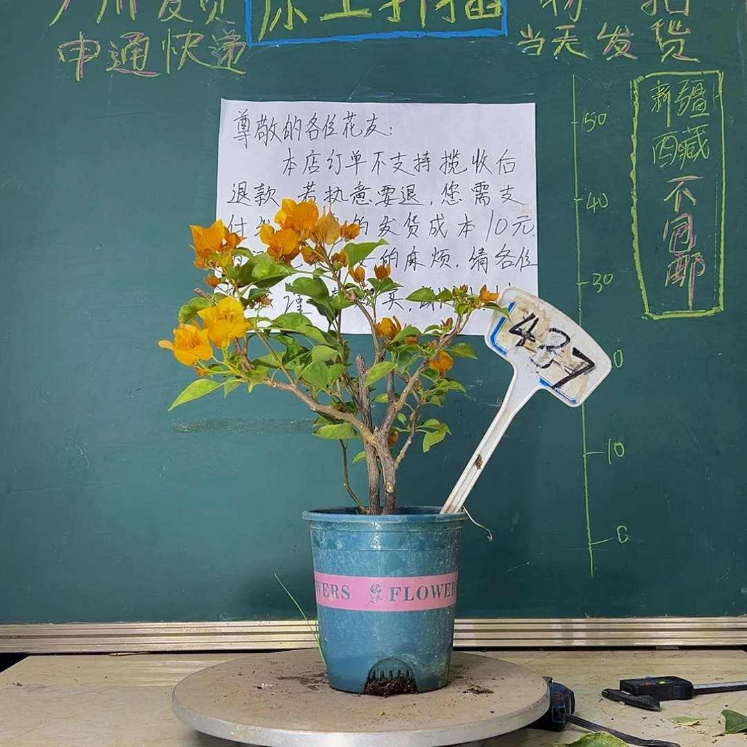 当前无花栽培后可以开花蒙娜丽莎黄拼黄美人 437