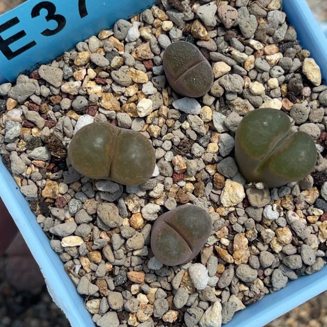 3751风铃混合四颗