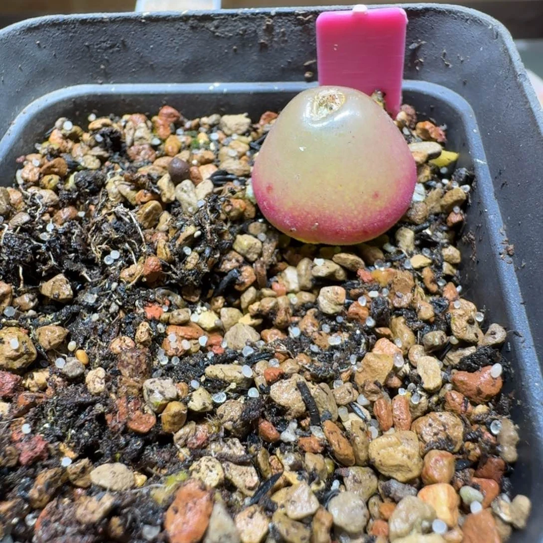 红陶酒****?蘑菇253灯泡