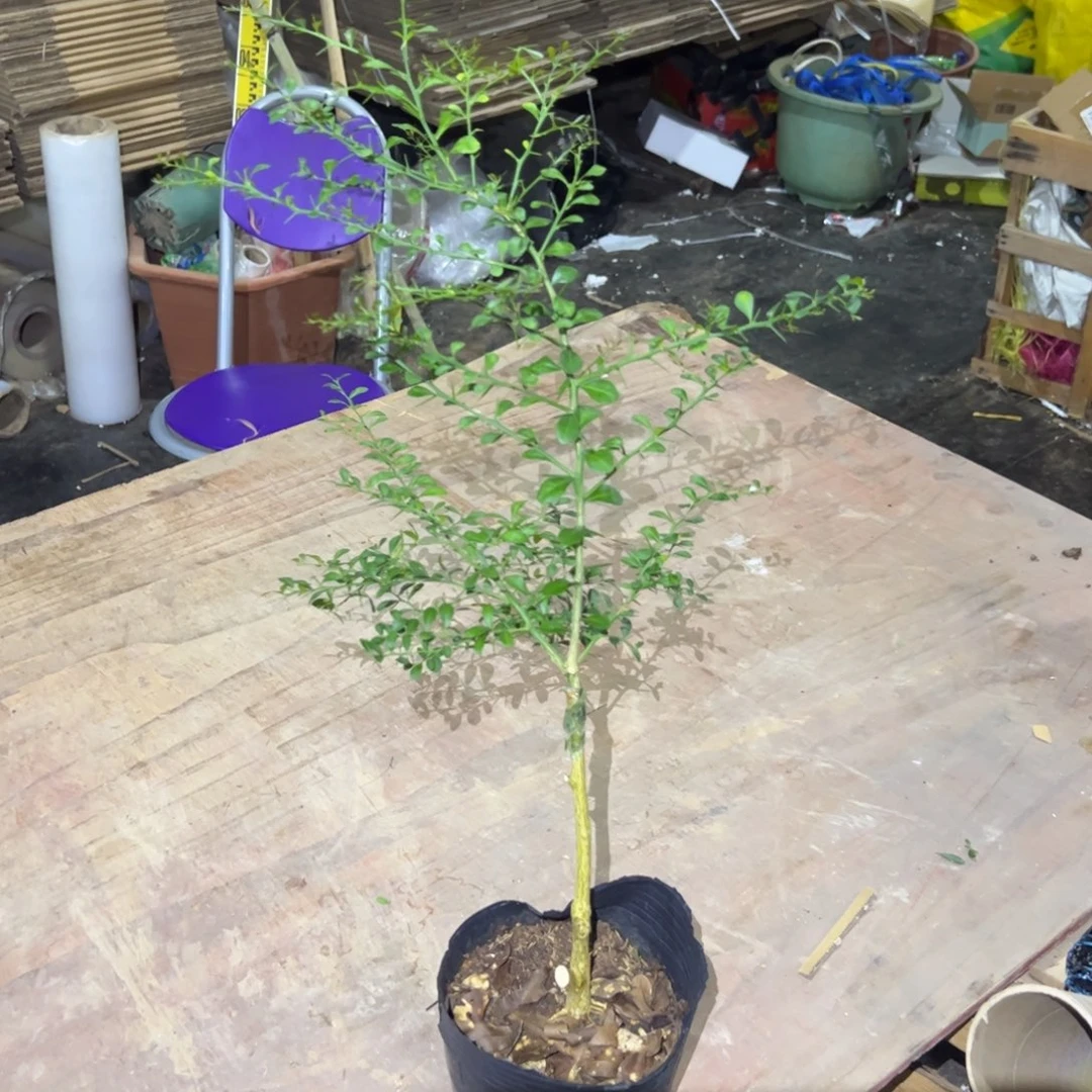 无花朵绿植盆栽植物花卉植物