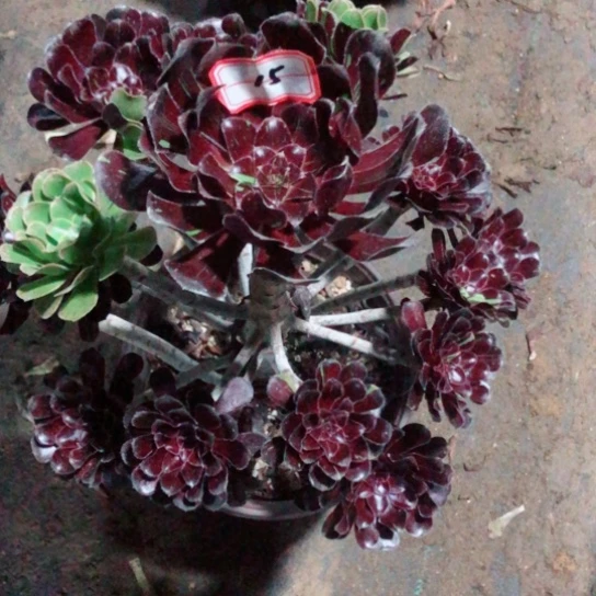 开***心无花朵水墨丹青法师多肉植物15号