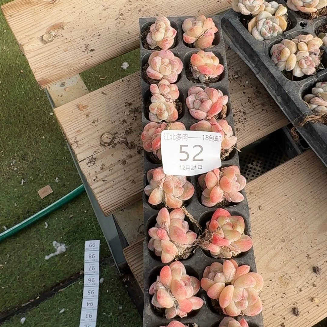L***u52 号到手1框一物一拍