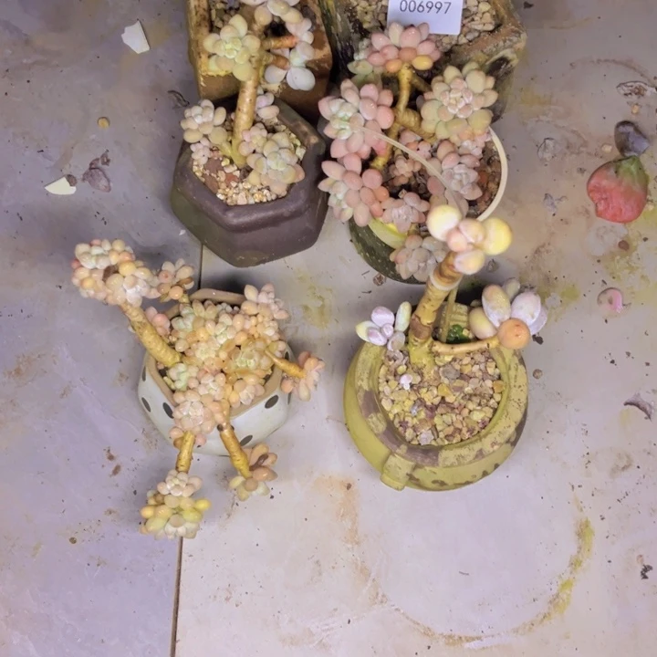 光***狂多肉一物一拍6997六颗