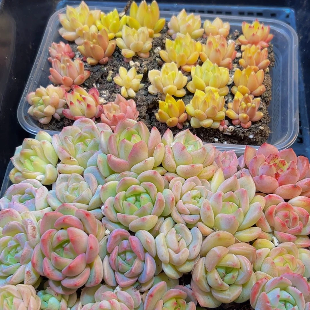 987多肉葡萄的价格是多少啊