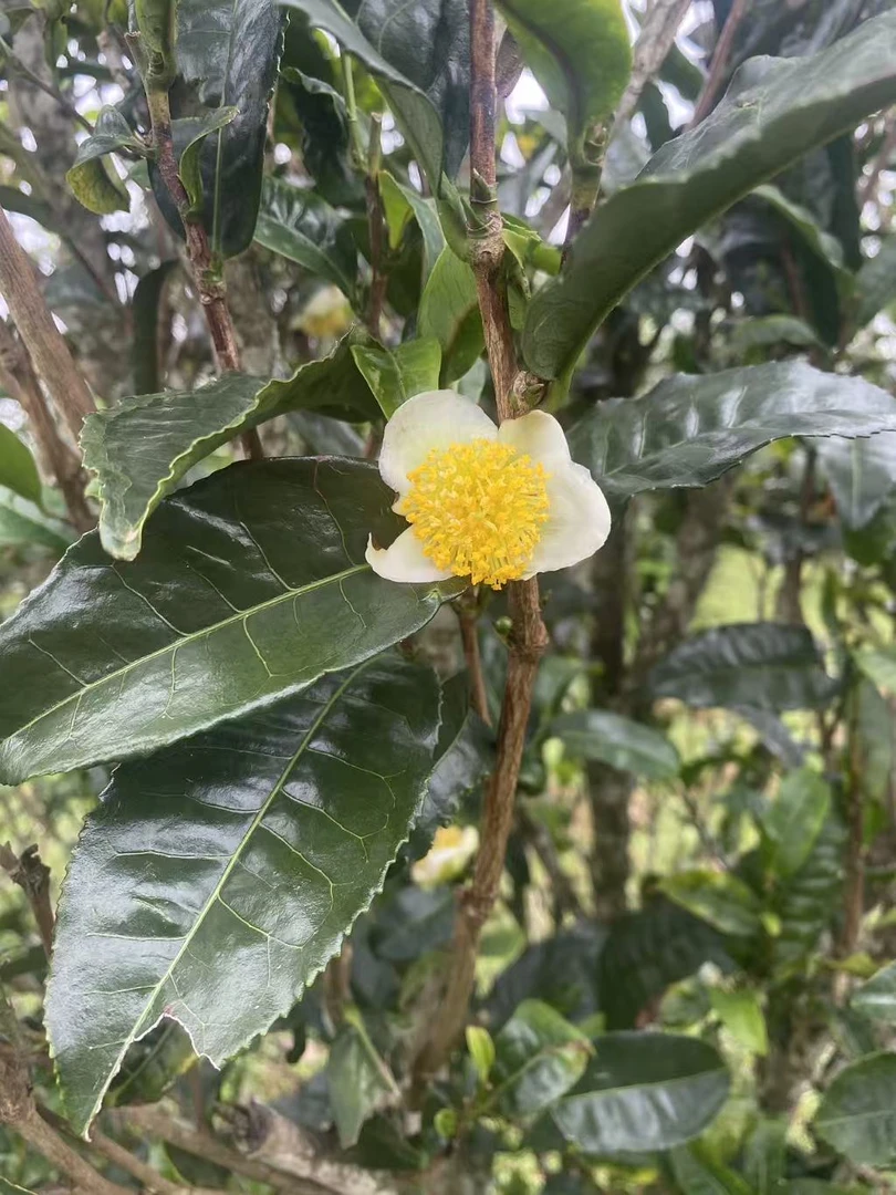 2025年花蜜香花蜜甜普洱古树茶花
