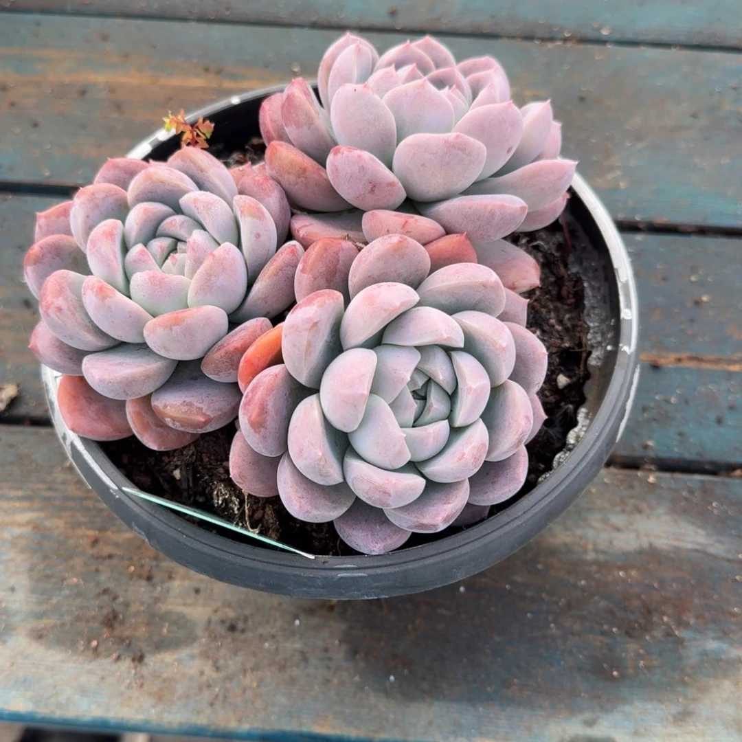 从前慢多肉精选编号1214.49