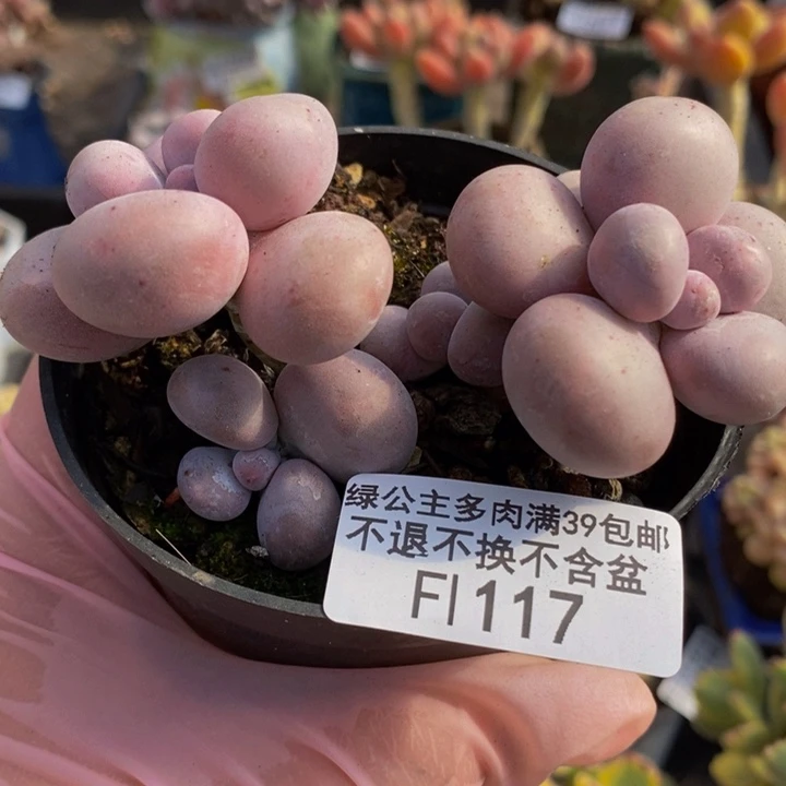 芭比奶洛7cm117多肉植物