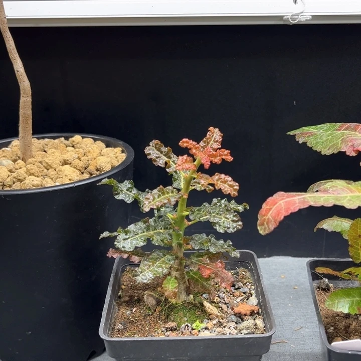 娜娜乳香111111111111211111