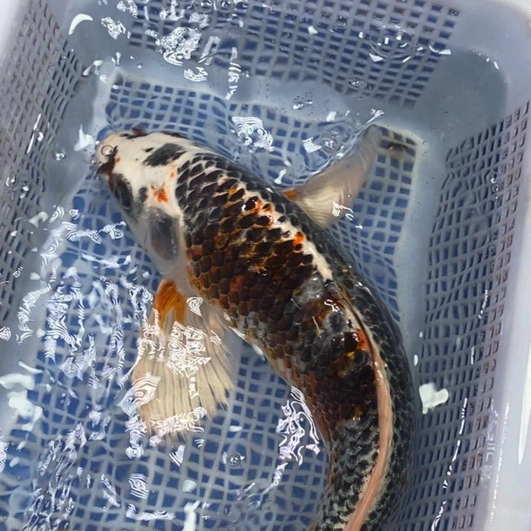 锦鲤冷水锦鲤包邮