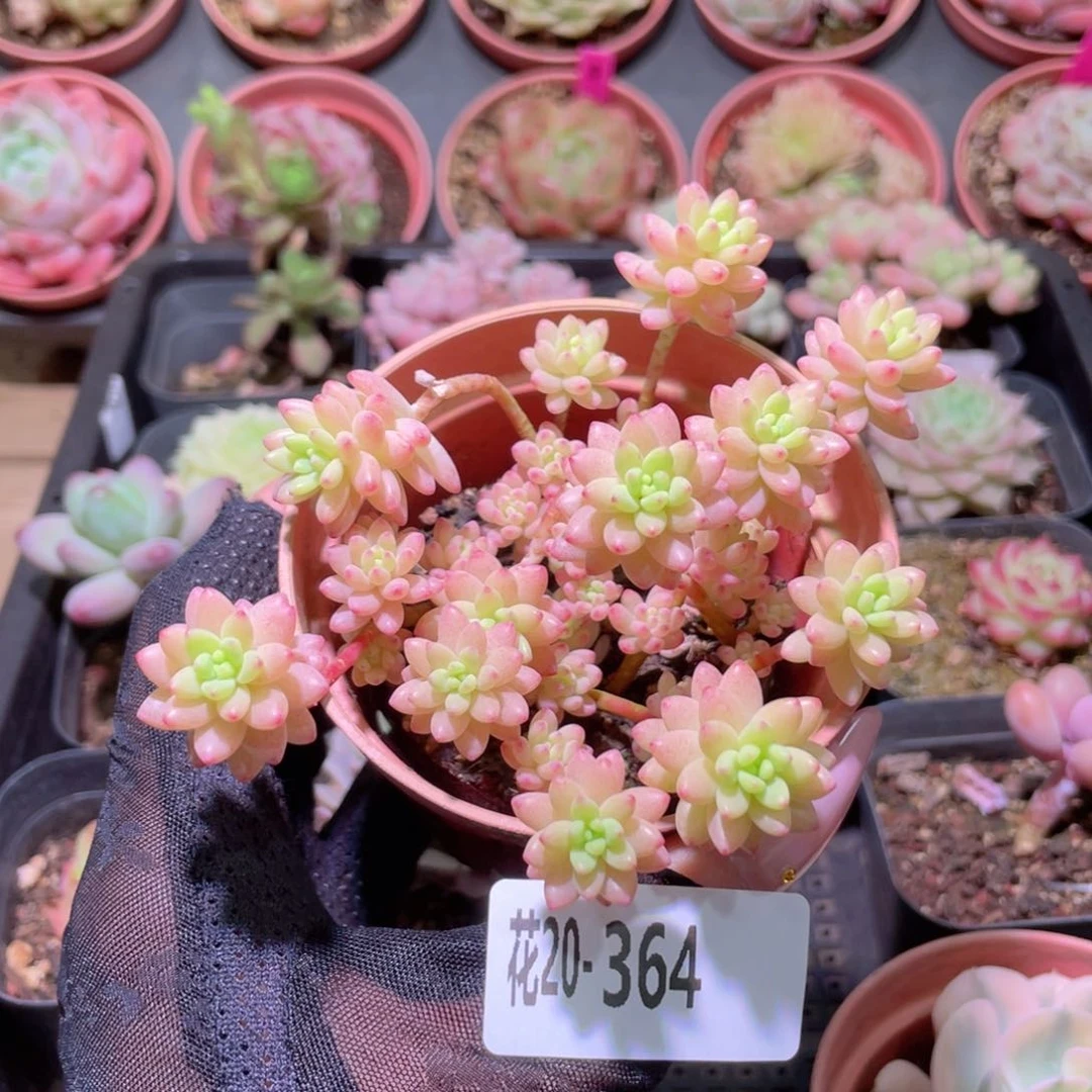 花利美20-364花团锦