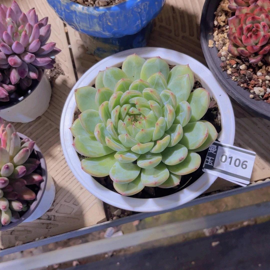 雪花珍妮多肉植物0106