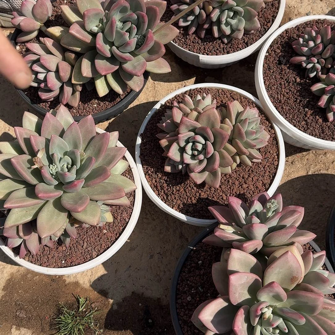 赫本露丝多肉00000000000