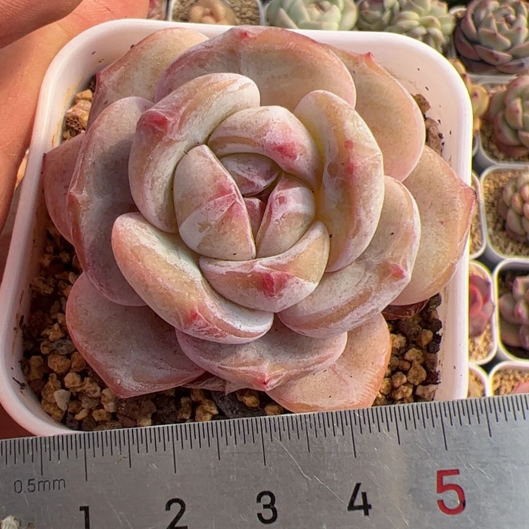 249 多肉植物组合