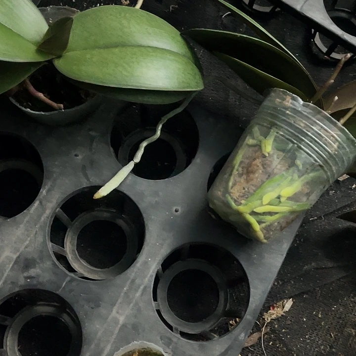 当前无花栽培后可以开花槟榔西施