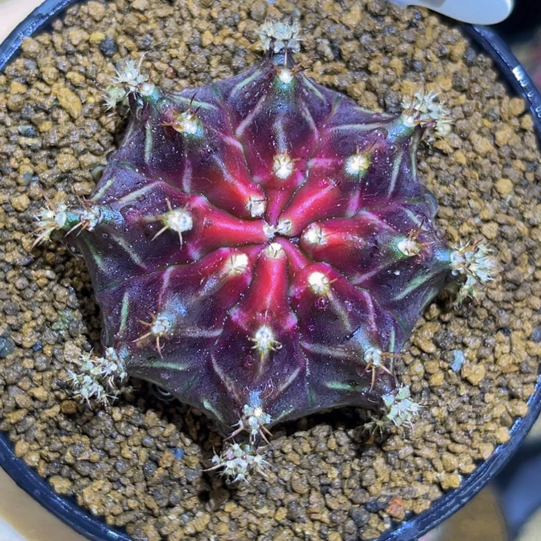 丹顶鹤 米哈仙人球