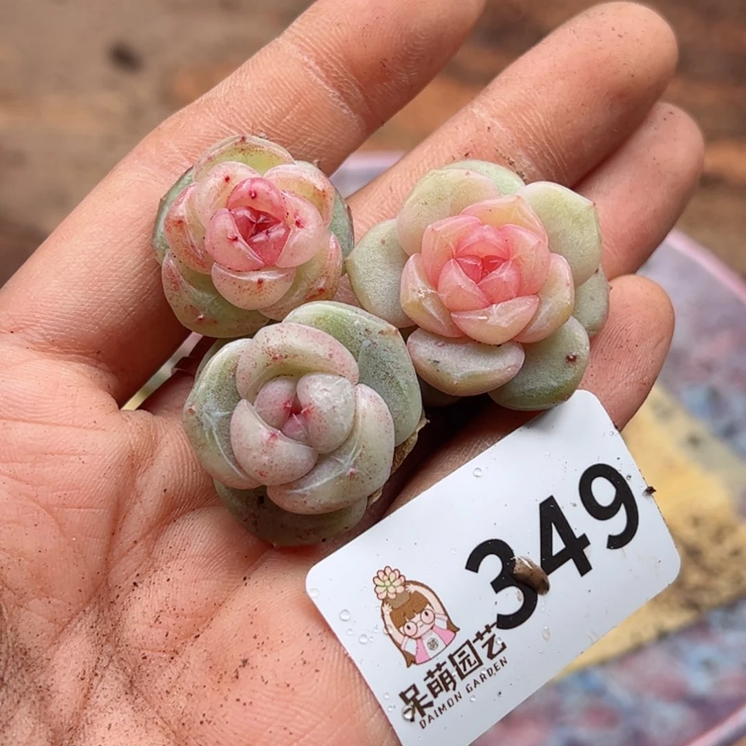 小*熊多肉植物多肉植物