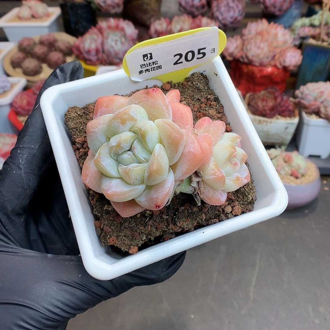 205 双头多崽琥珀冰玉