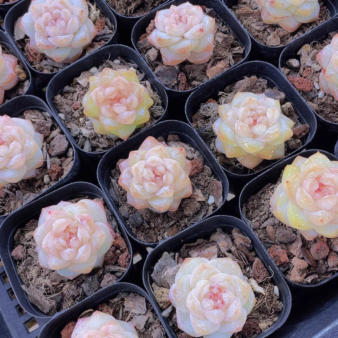 量拍7号 优选水晶粉钻单头一个