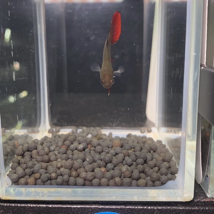 斗鱼泰国斗鱼12号