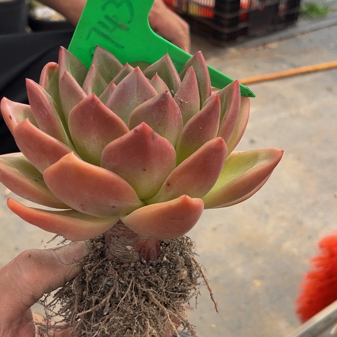 0743号下午多肉植物群生多肉