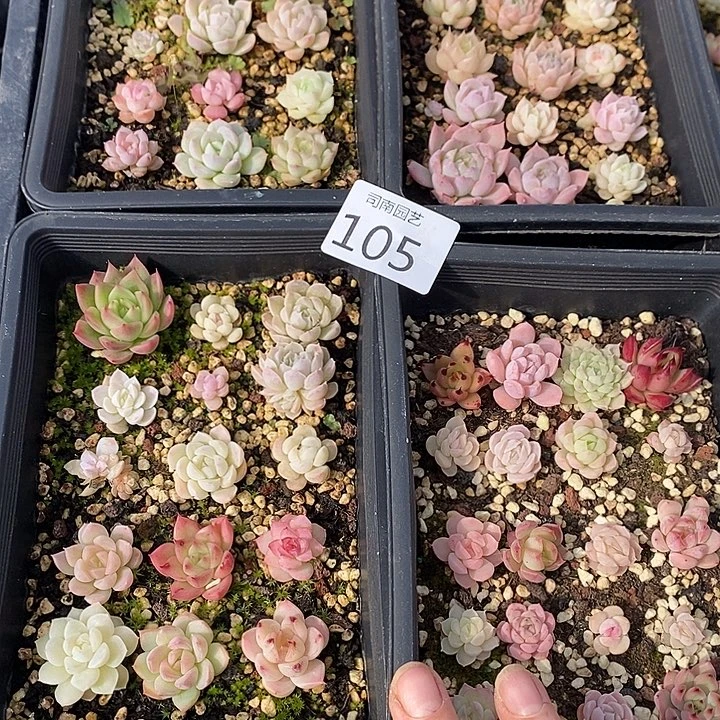 105 多肉植物盆栽花卉