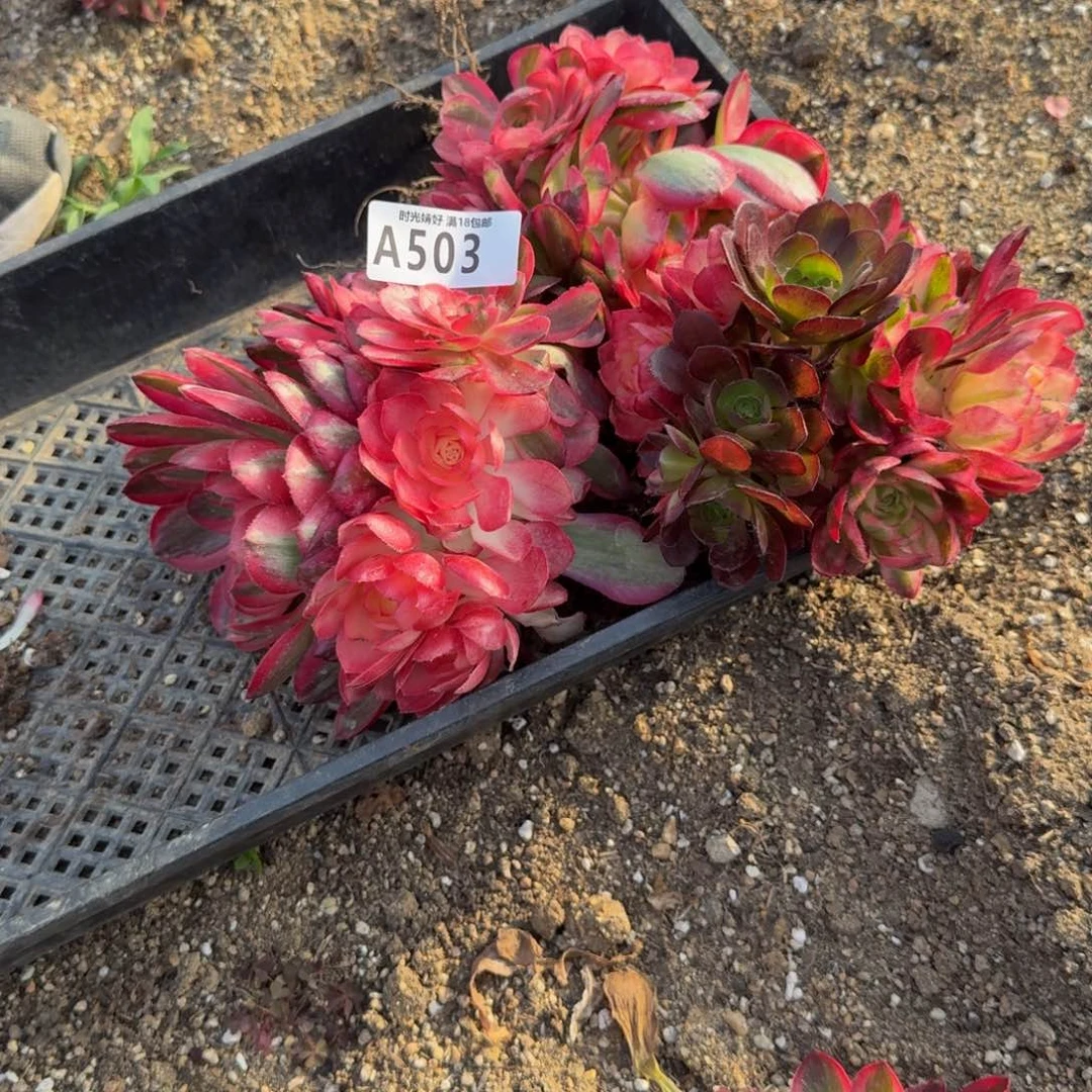 503荔枝。多肉植物